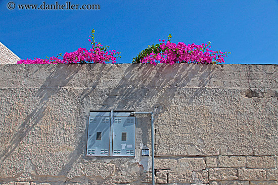 purple-bougainvillea-1.jpg