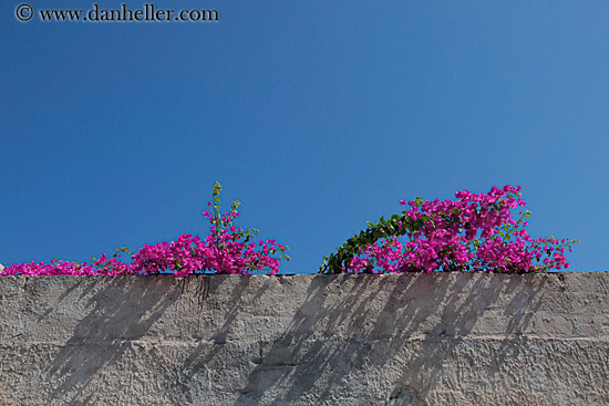 purple-bougainvillea-3.jpg