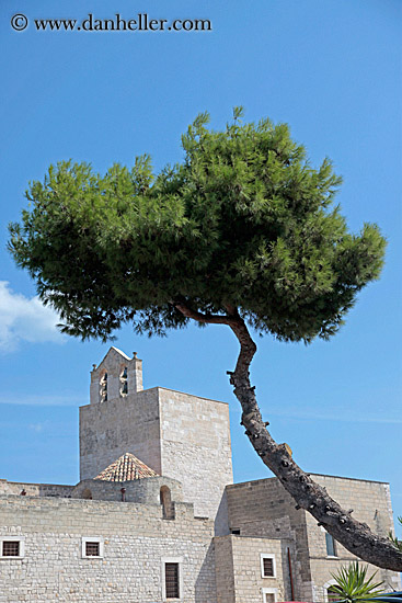 tree-n-convent.jpg