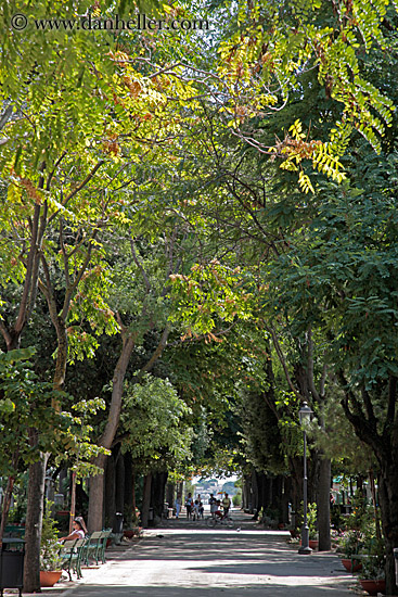 tree-tunnel.jpg