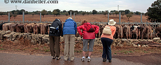 rows-of-butts-panoramic.jpg