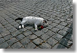 images/Europe/Italy/Rome/Misc/dead-cat-n-rose-on-cobblestone.jpg