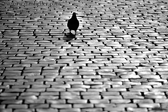 pigeon-on-cobblestone-bw.jpg