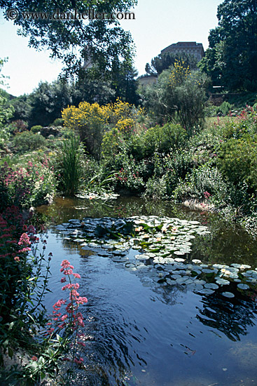 pond-n-flowers.jpg