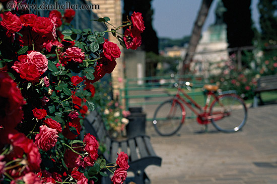 roses-n-bicycle.jpg