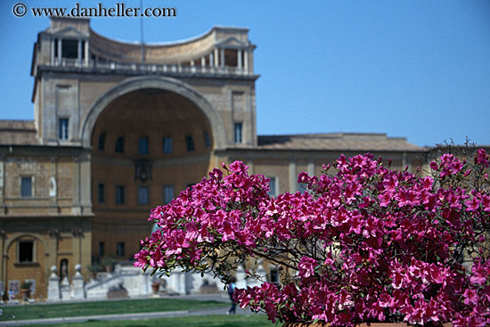 bougainvillea-n-vatican-museum.jpg