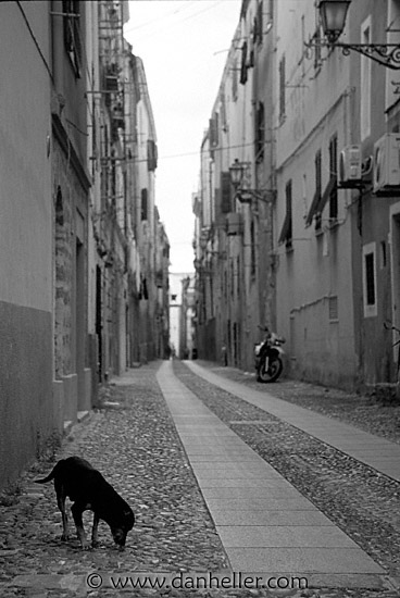 street-pooch-bw.jpg