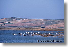 images/Europe/Italy/Sardinia/StagnoDiCabras/flamingos.jpg