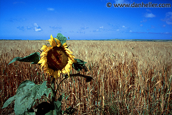 stagno-di-cabras-0007.jpg