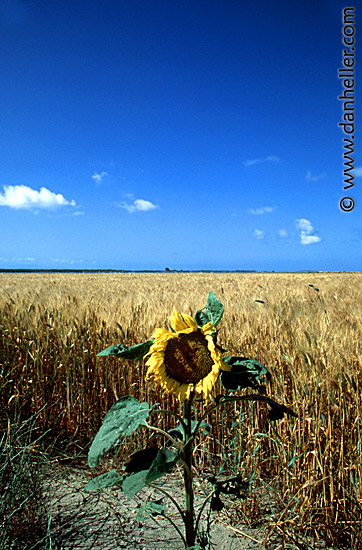 stagno-di-cabras-0008.jpg