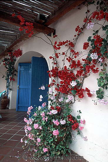 flowery-wall.jpg