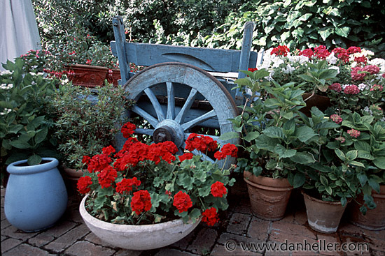 geraniums-wheel-h.jpg