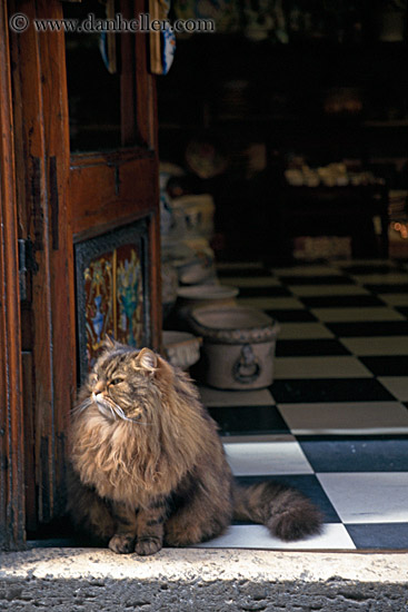 cat-in-doorway.jpg