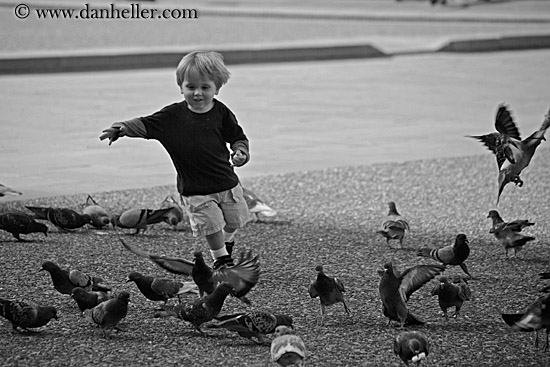 jack-n-pigeons-4.jpg