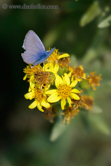 butterfly-n-flower-1.jpg