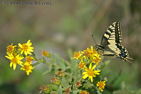 butterfly-n-flower-2.jpg