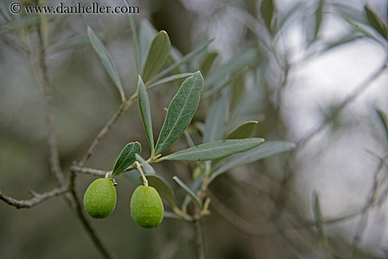 green-olives-on-branch.jpg