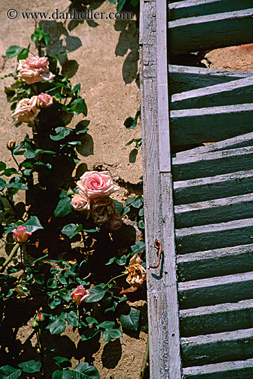 rose-n-window-shutters-1.jpg