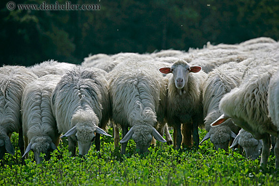 white-sheep-1.jpg