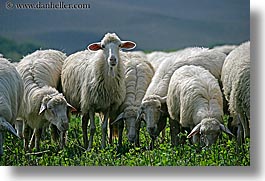images/Europe/Italy/Tuscany/Misc/white-sheep-3.jpg