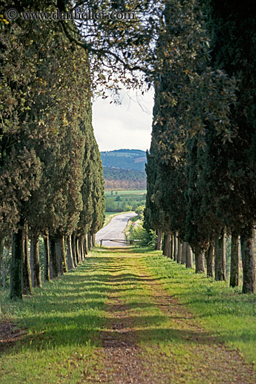 dirt-road-thru-cyprus-trees.jpg