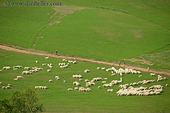 sheep-n-hikers.jpg