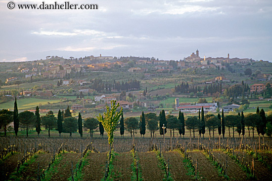 Tuscany Vineyard (1)