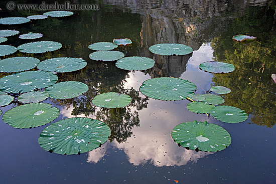 lilly_pads-in-pond.jpg