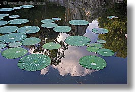 demidoff park, europe, horizontal, italy, lilly pads, pond, reflections, towns, tuscany, water, photograph