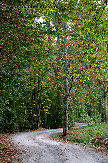 trees-n-road-2.jpg