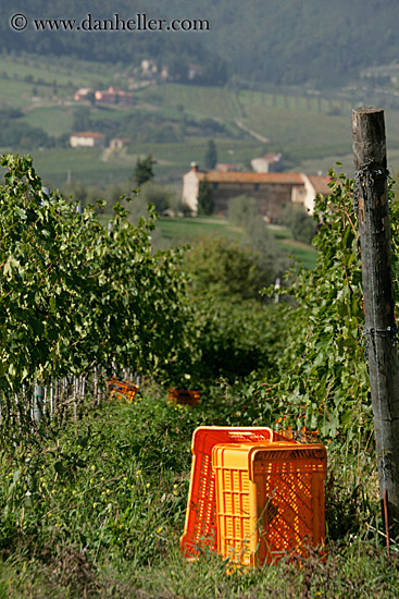 grape-crates-in-vineyard.jpg