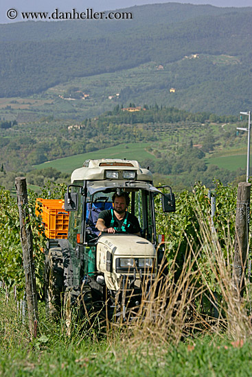 grape-pickers-3.jpg