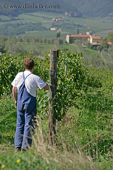 grape-pickers-5.jpg