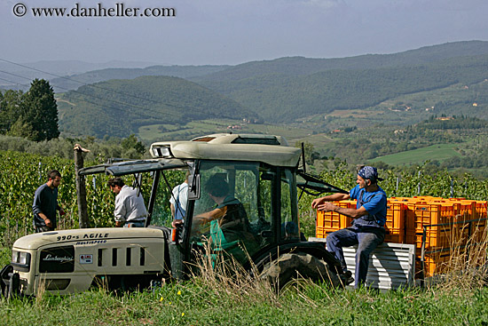 grape-pickers-on-truck-2.jpg