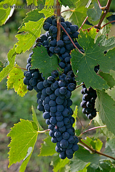 grapes-1.jpg