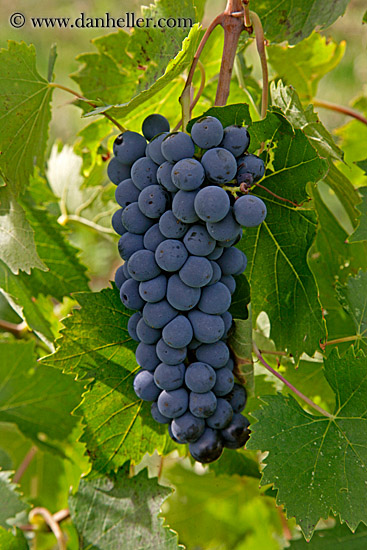 grapes-2.jpg