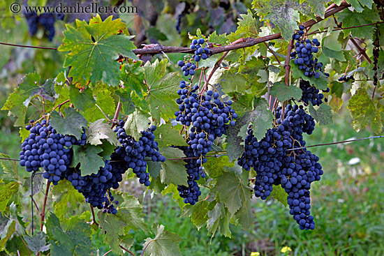 grapes-3.jpg