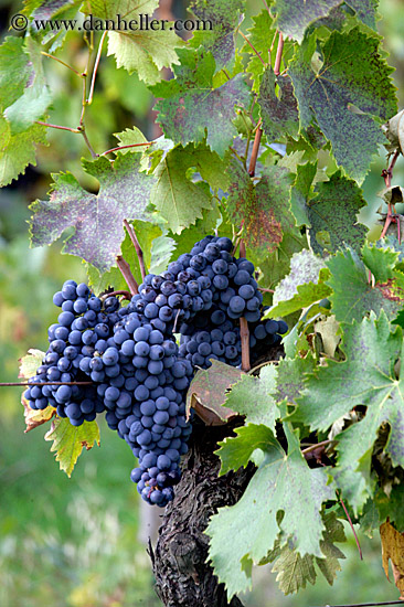 grapes-4.jpg