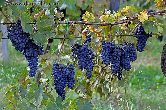 grapes-5.jpg