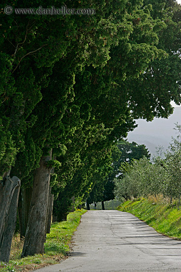 trees-n-road.jpg