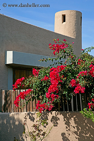 bougainvillea-1.jpg