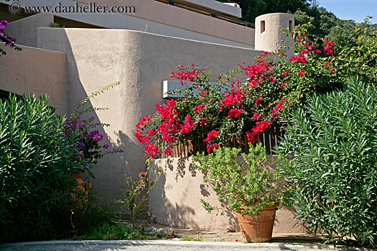 bougainvillea-2.jpg