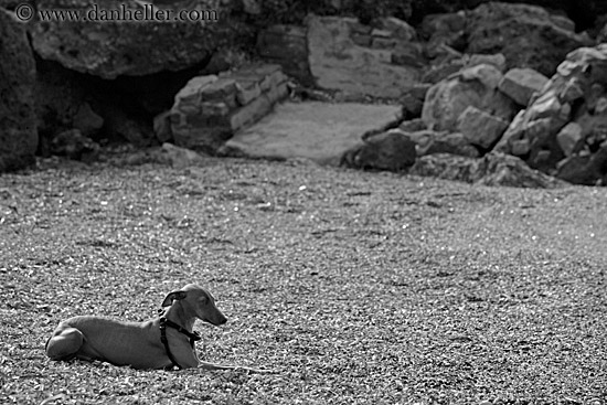 dachsund-on-beach-bw-1.jpg