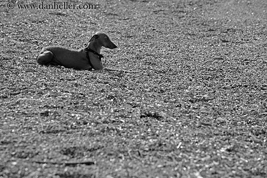 dachsund-on-beach-bw-2.jpg