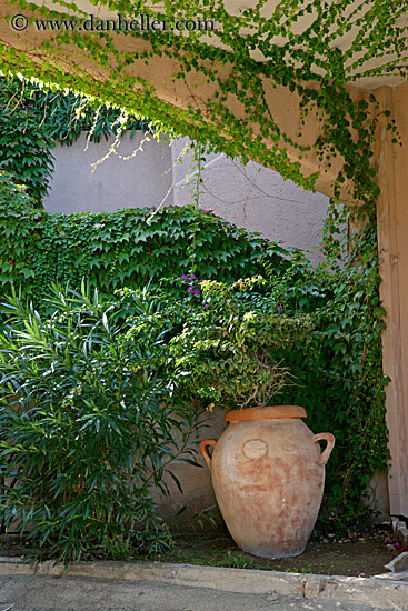 teracotta-pot-under-ivy-archway.jpg