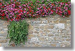 images/Europe/Italy/Tuscany/Towns/Montalcino/FlowersDoorsWindows/flowers-on-wall-1.jpg