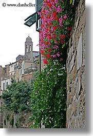 images/Europe/Italy/Tuscany/Towns/Montalcino/FlowersDoorsWindows/flowers-on-wall-4.jpg