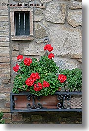 images/Europe/Italy/Tuscany/Towns/Montalcino/FlowersDoorsWindows/flowers-on-wall-5.jpg