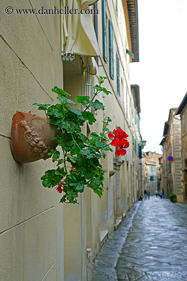 geraniums-2.jpg