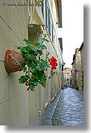 images/Europe/Italy/Tuscany/Towns/Montalcino/FlowersDoorsWindows/geraniums-2.jpg